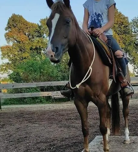 Apartment Reiterhof Am